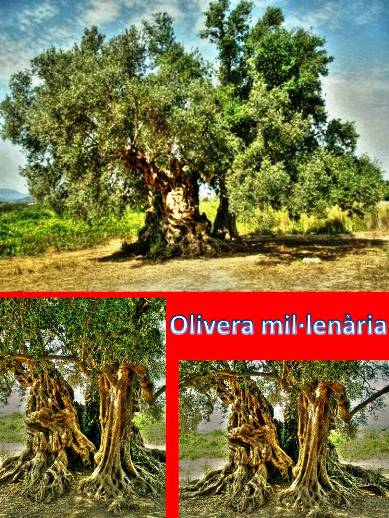 IMATGES CURIOSES: una olivera milenària de propietari gater, en terme de Xàbia
