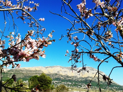 SEGONA IMATGE CURIOSA: la flor de lametler emmarca al Montgó