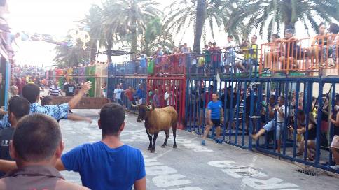 IMATGES DE FESTA: vesprada de concurs de vaques i bous